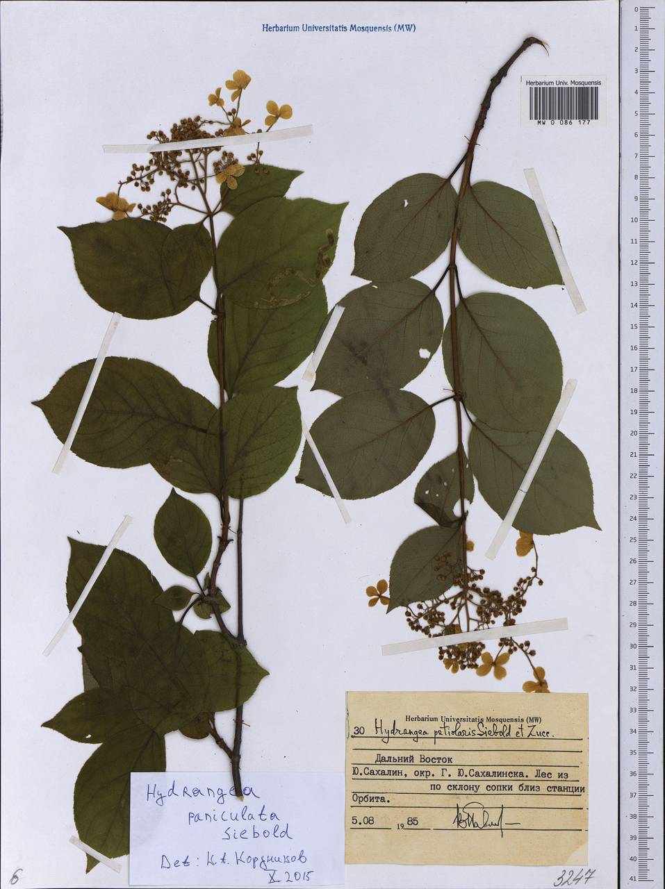 Hydrangea paniculata Siebold, Siberia, Russian Far East (S6) (Russia)