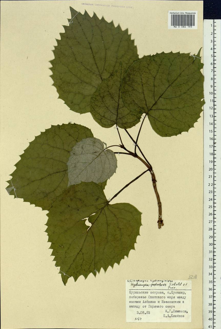 Hydrangea hydrangeoides (Siebold & Zucc.) Bernd Schulz, Siberia, Russian Far East (S6) (Russia)