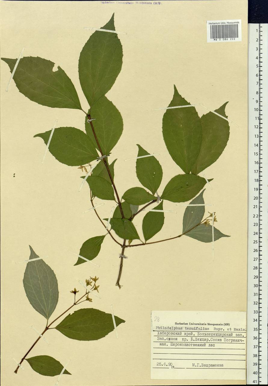 Philadelphus tenuifolius Rupr. & Maxim., Siberia, Russian Far East (S6) (Russia)