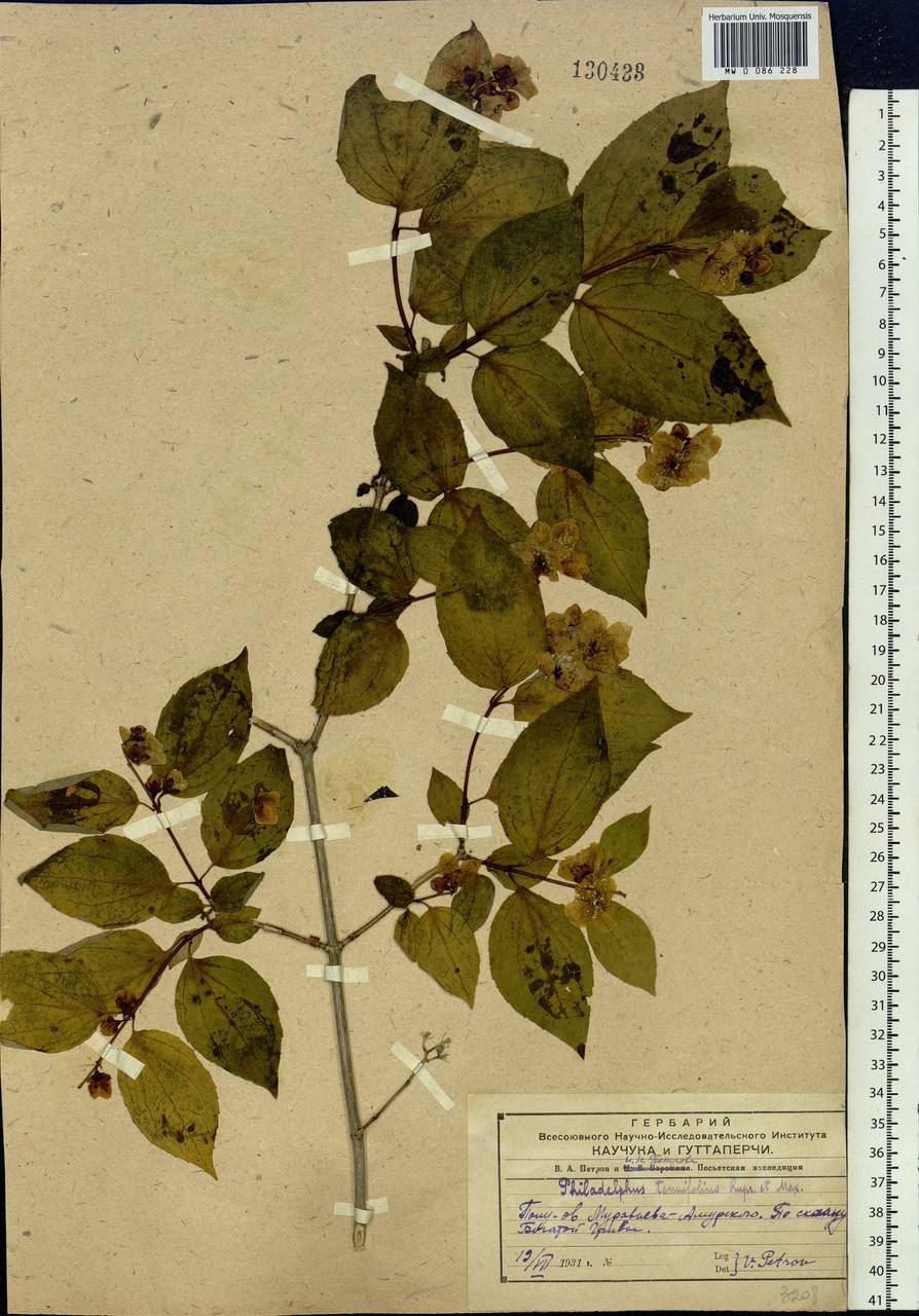 Philadelphus tenuifolius Rupr. & Maxim., Siberia, Russian Far East (S6) (Russia)