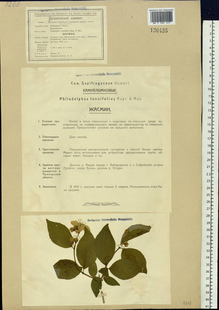 Philadelphus tenuifolius Rupr. & Maxim., Siberia, Russian Far East (S6) (Russia)