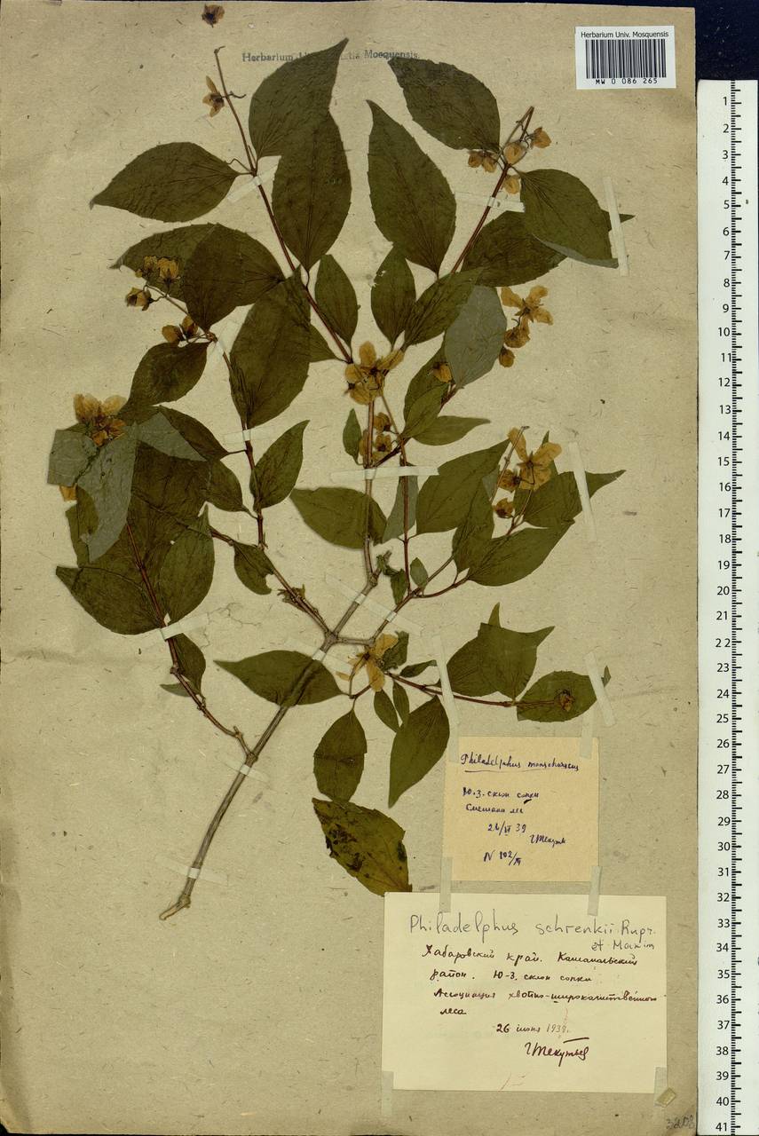 Philadelphus tenuifolius Rupr. & Maxim., Siberia, Russian Far East (S6) (Russia)