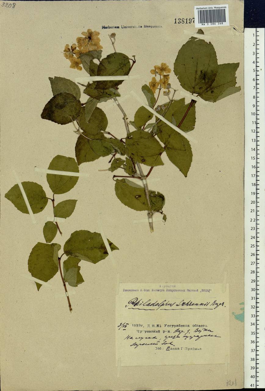 Philadelphus tenuifolius Rupr. & Maxim., Siberia, Russian Far East (S6) (Russia)