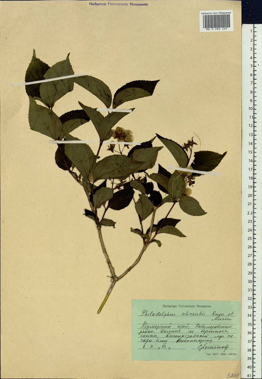 Philadelphus tenuifolius Rupr. & Maxim., Siberia, Russian Far East (S6) (Russia)