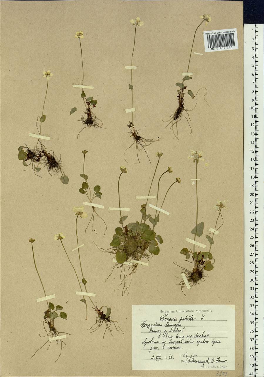 Parnassia palustris L., Siberia, Chukotka & Kamchatka (S7) (Russia)