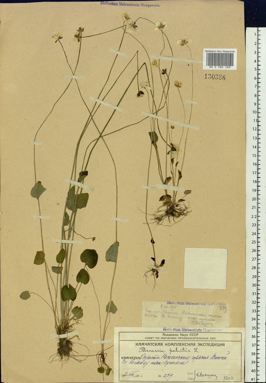 Parnassia palustris L., Siberia, Chukotka & Kamchatka (S7) (Russia)