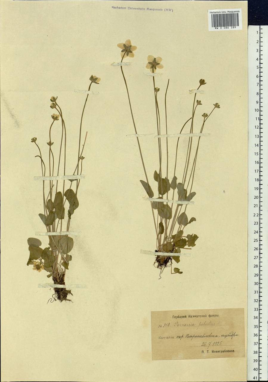 Parnassia palustris L., Siberia, Chukotka & Kamchatka (S7) (Russia)