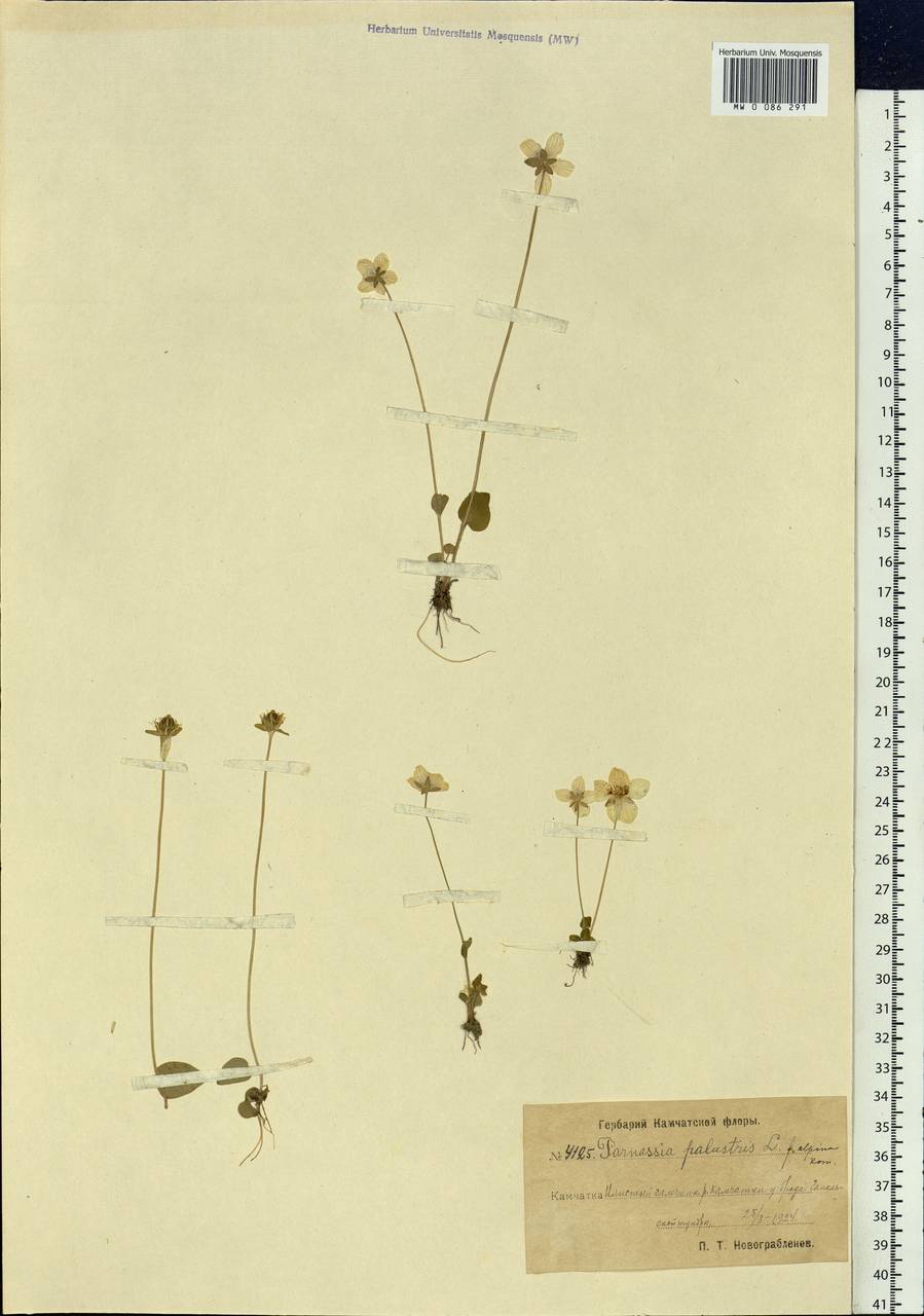 Parnassia palustris L., Siberia, Chukotka & Kamchatka (S7) (Russia)