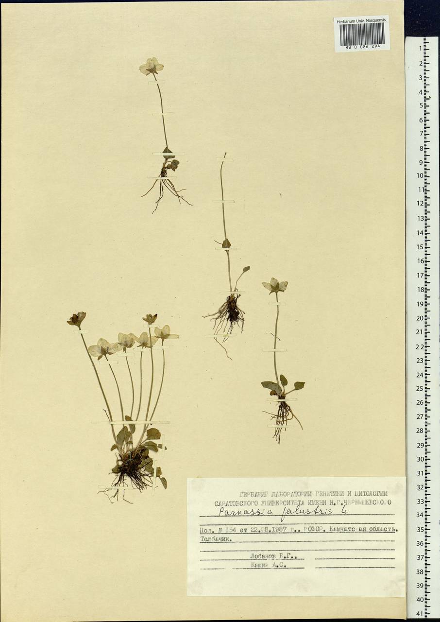 Parnassia palustris L., Siberia, Chukotka & Kamchatka (S7) (Russia)