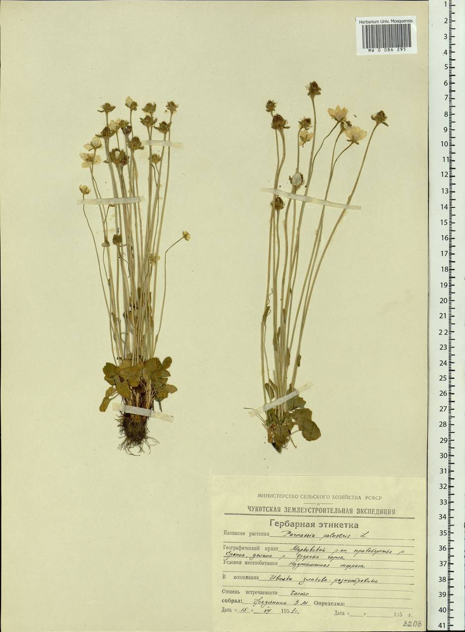 Parnassia palustris L., Siberia, Chukotka & Kamchatka (S7) (Russia)