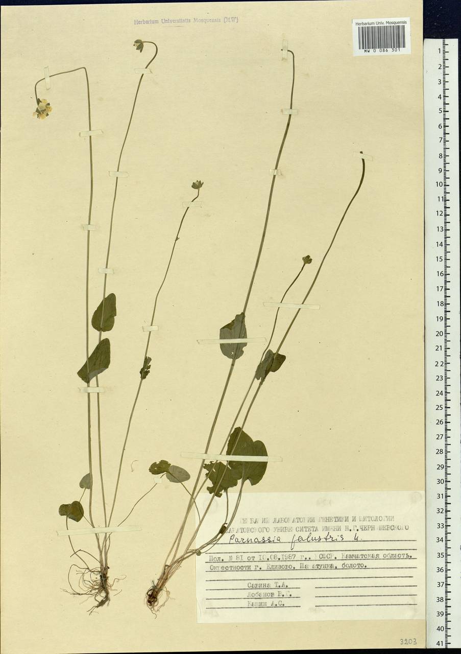 Parnassia palustris L., Siberia, Chukotka & Kamchatka (S7) (Russia)