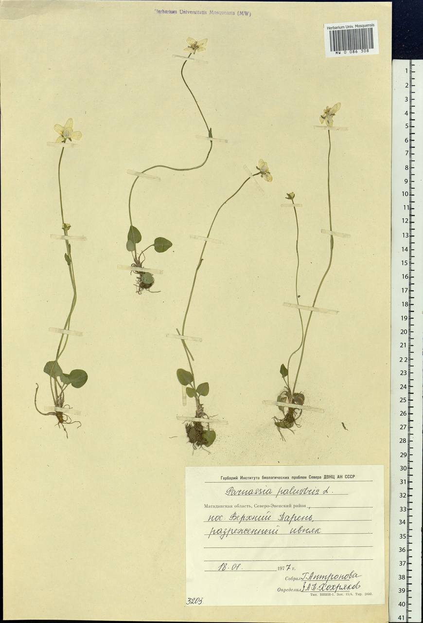 Parnassia palustris L., Siberia, Chukotka & Kamchatka (S7) (Russia)