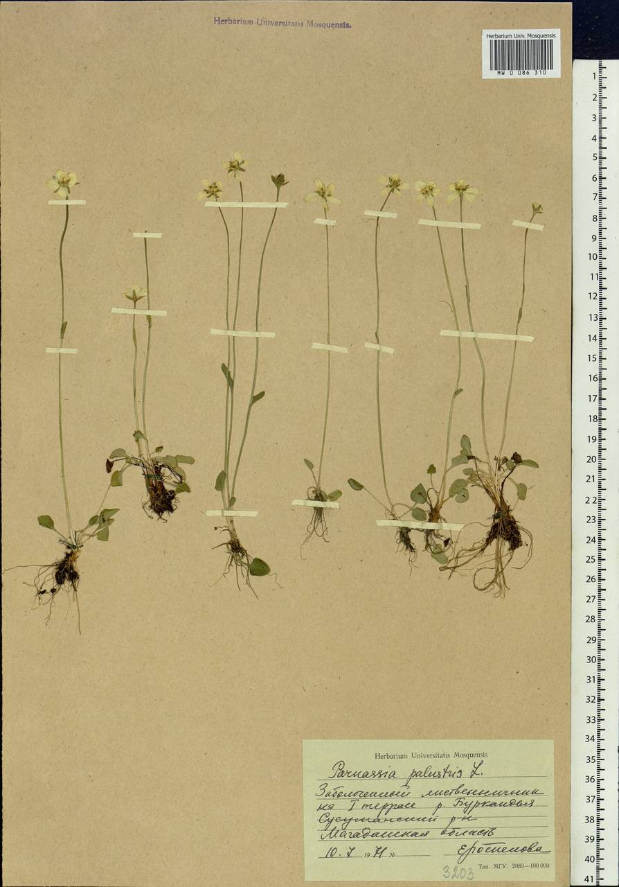 Parnassia palustris L., Siberia, Chukotka & Kamchatka (S7) (Russia)