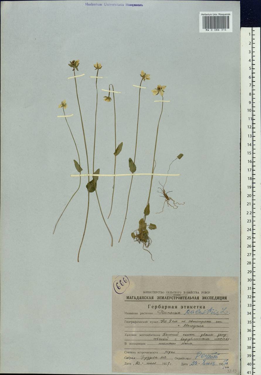 Parnassia palustris L., Siberia, Chukotka & Kamchatka (S7) (Russia)