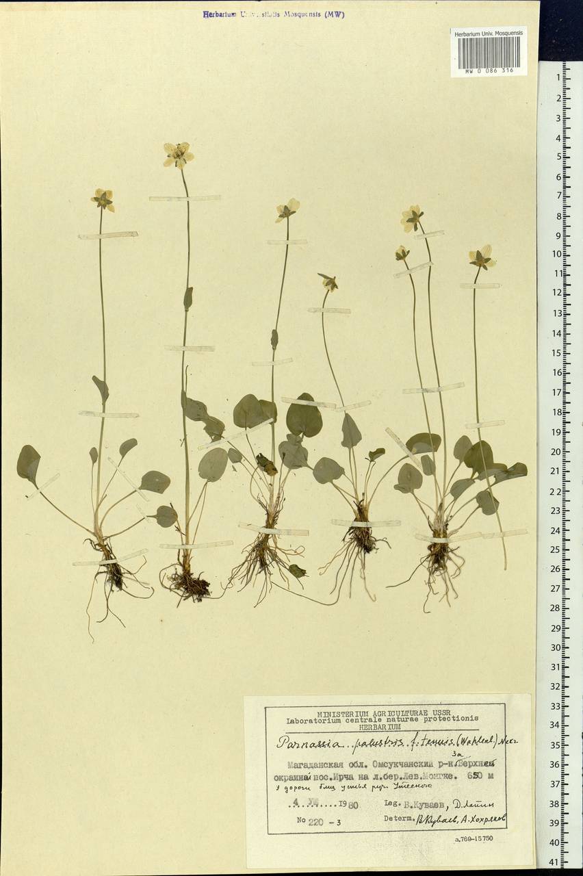 Parnassia palustris L., Siberia, Chukotka & Kamchatka (S7) (Russia)