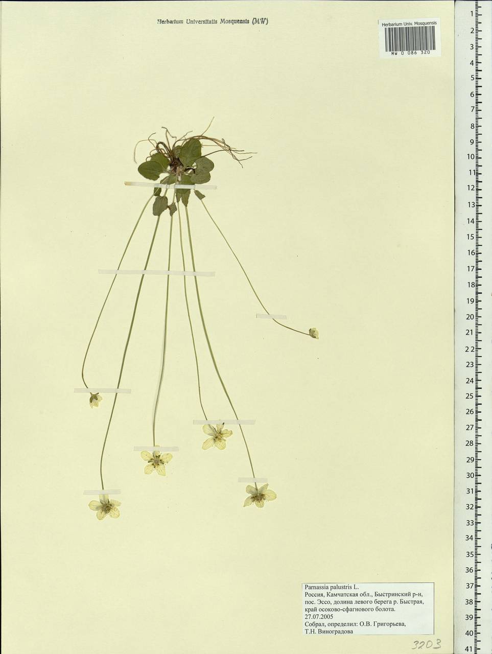 Parnassia palustris L., Siberia, Chukotka & Kamchatka (S7) (Russia)