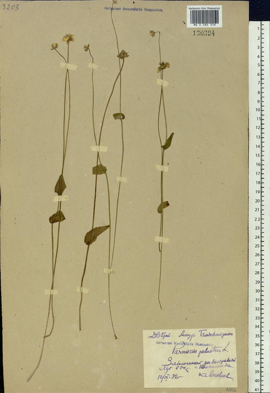 Parnassia palustris L., Siberia, Russian Far East (S6) (Russia)