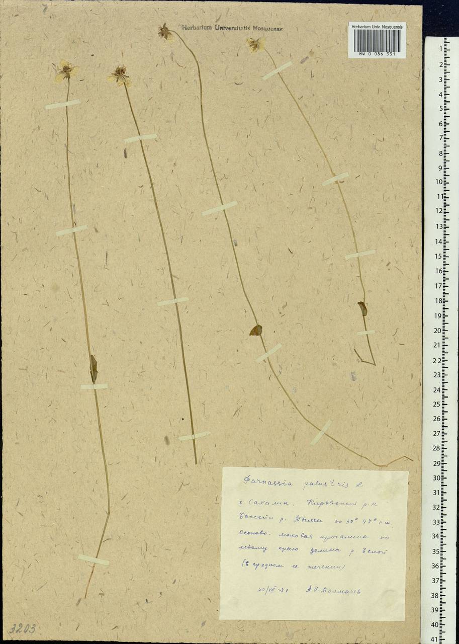 Parnassia palustris L., Siberia, Russian Far East (S6) (Russia)