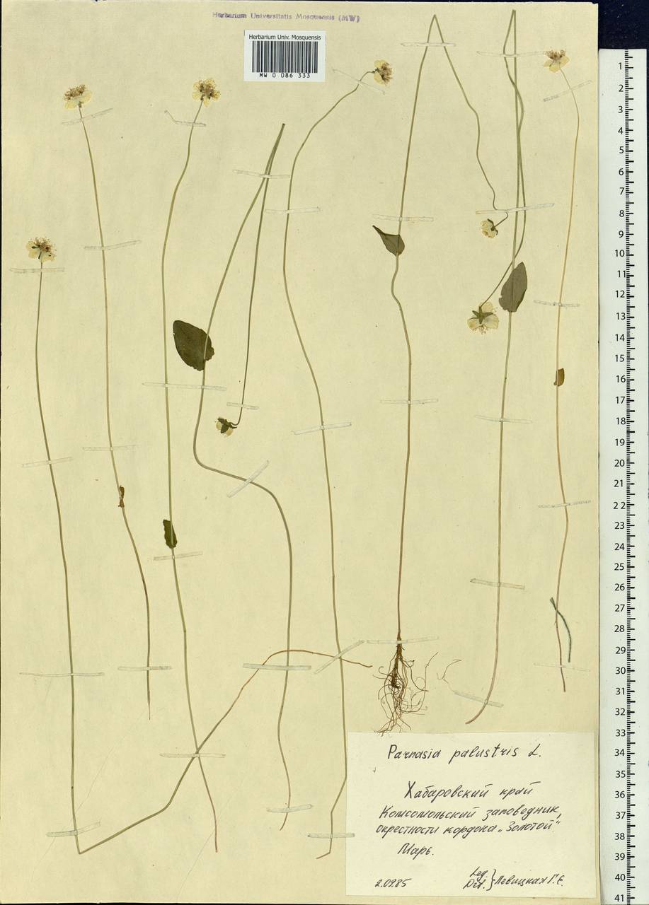 Parnassia palustris L., Siberia, Russian Far East (S6) (Russia)