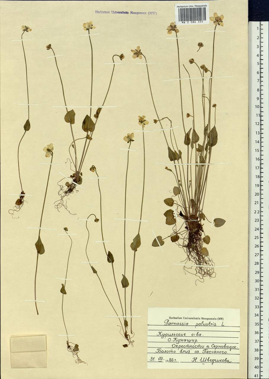 Parnassia palustris L., Siberia, Russian Far East (S6) (Russia)