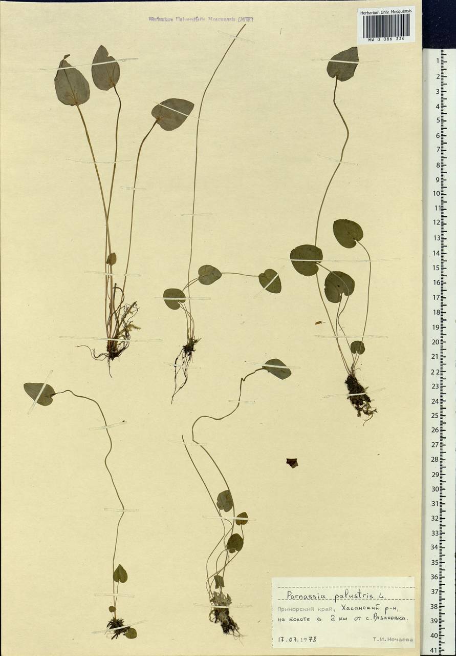 Parnassia palustris L., Siberia, Russian Far East (S6) (Russia)