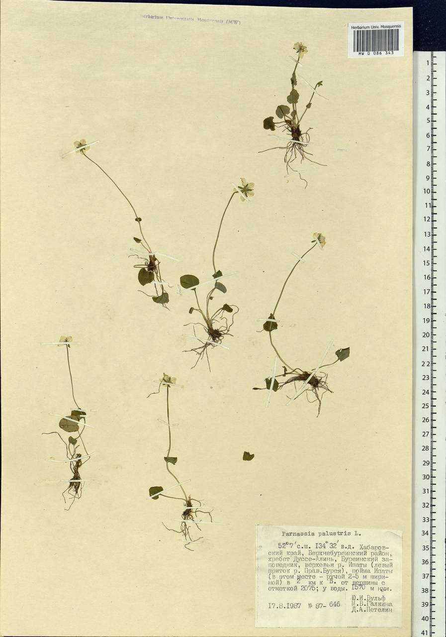 Parnassia palustris L., Siberia, Russian Far East (S6) (Russia)