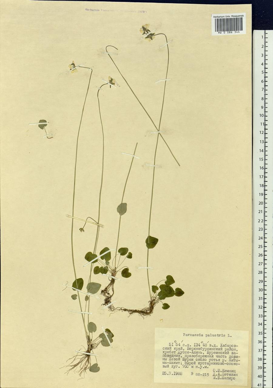 Parnassia palustris L., Siberia, Russian Far East (S6) (Russia)