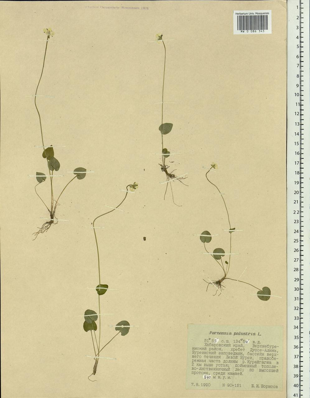 Parnassia palustris L., Siberia, Russian Far East (S6) (Russia)