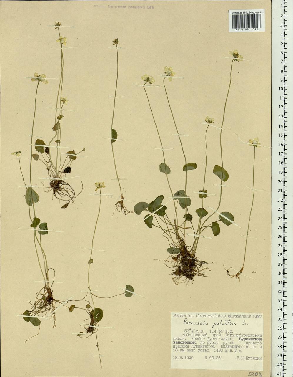 Parnassia palustris L., Siberia, Russian Far East (S6) (Russia)