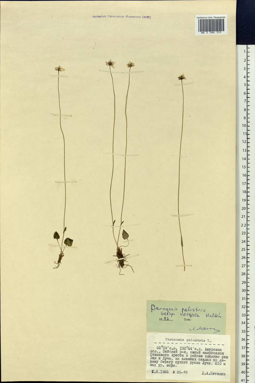 Parnassia palustris L., Siberia, Russian Far East (S6) (Russia)