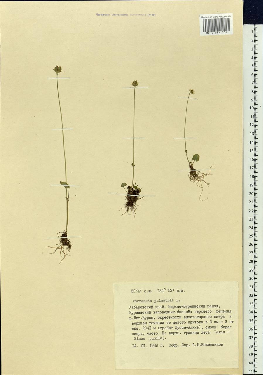 Parnassia palustris L., Siberia, Russian Far East (S6) (Russia)