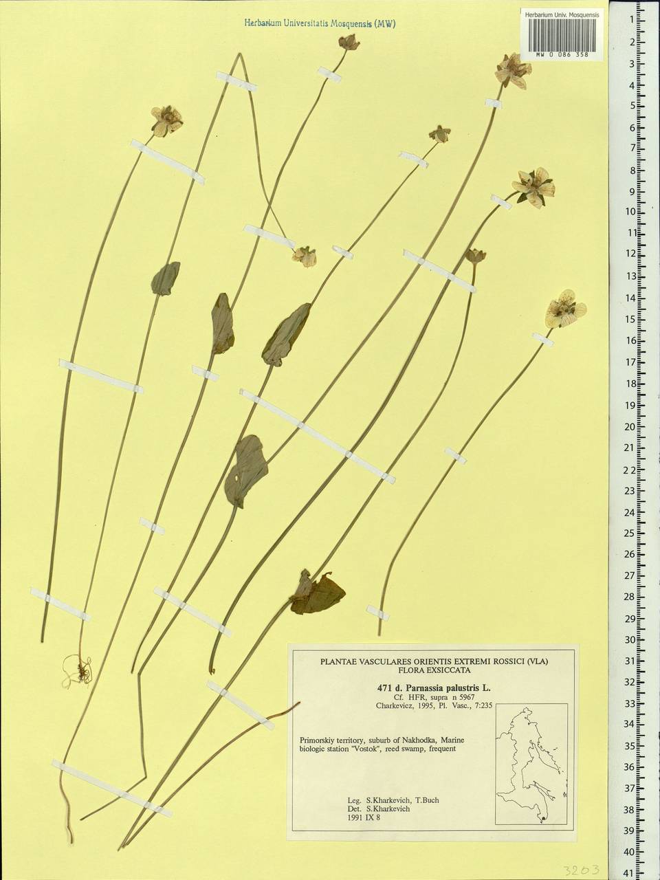 Parnassia palustris L., Siberia, Russian Far East (S6) (Russia)