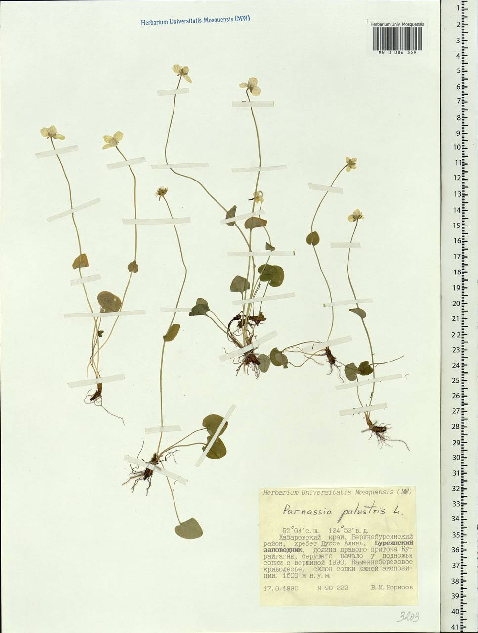 Parnassia palustris L., Siberia, Russian Far East (S6) (Russia)