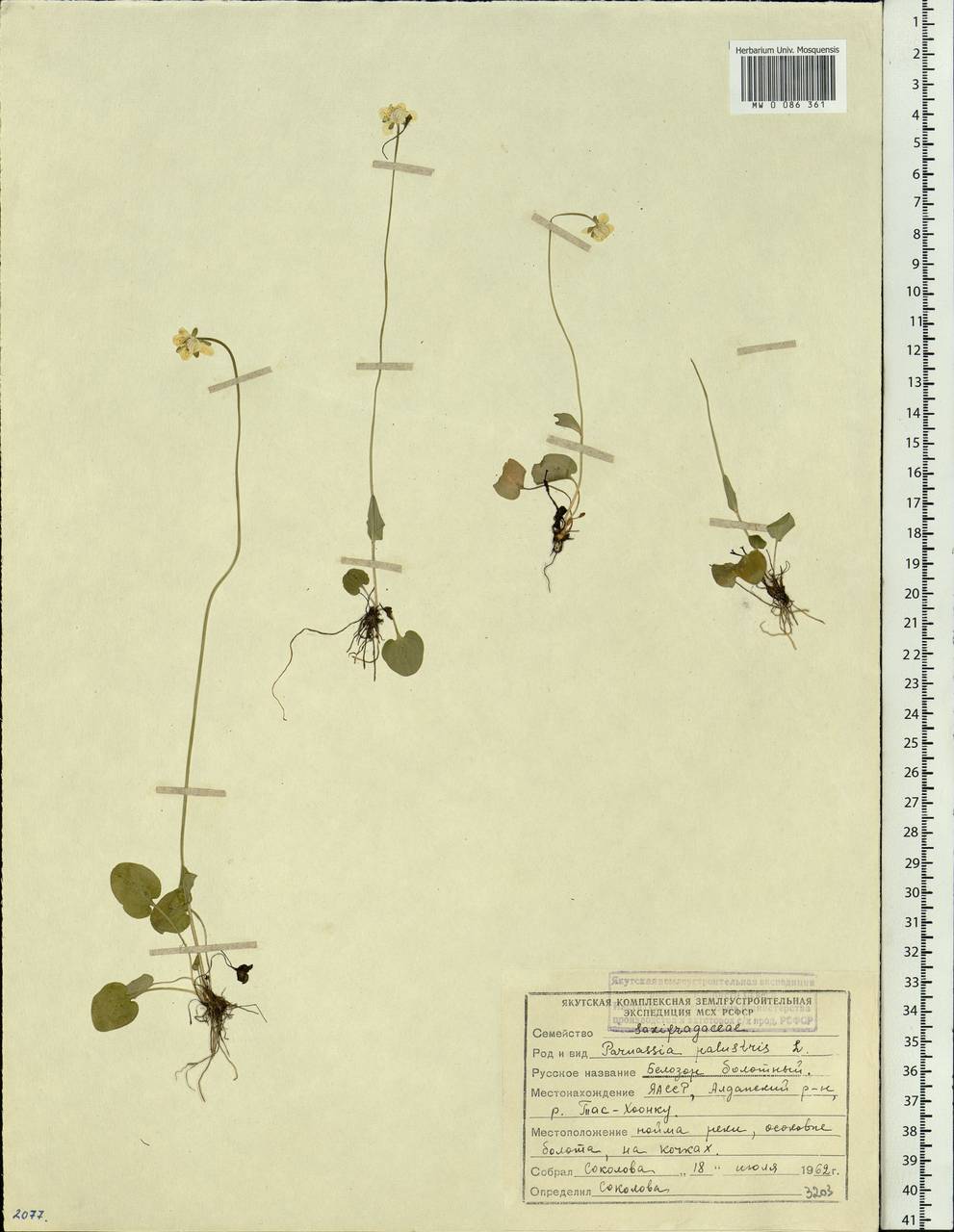 Parnassia palustris L., Siberia, Yakutia (S5) (Russia)