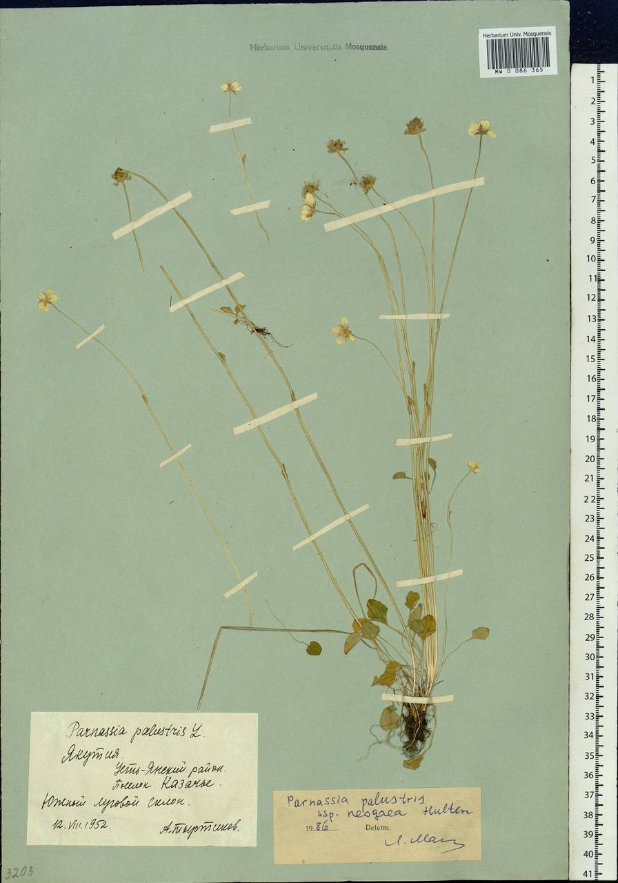 Parnassia palustris L., Siberia, Yakutia (S5) (Russia)