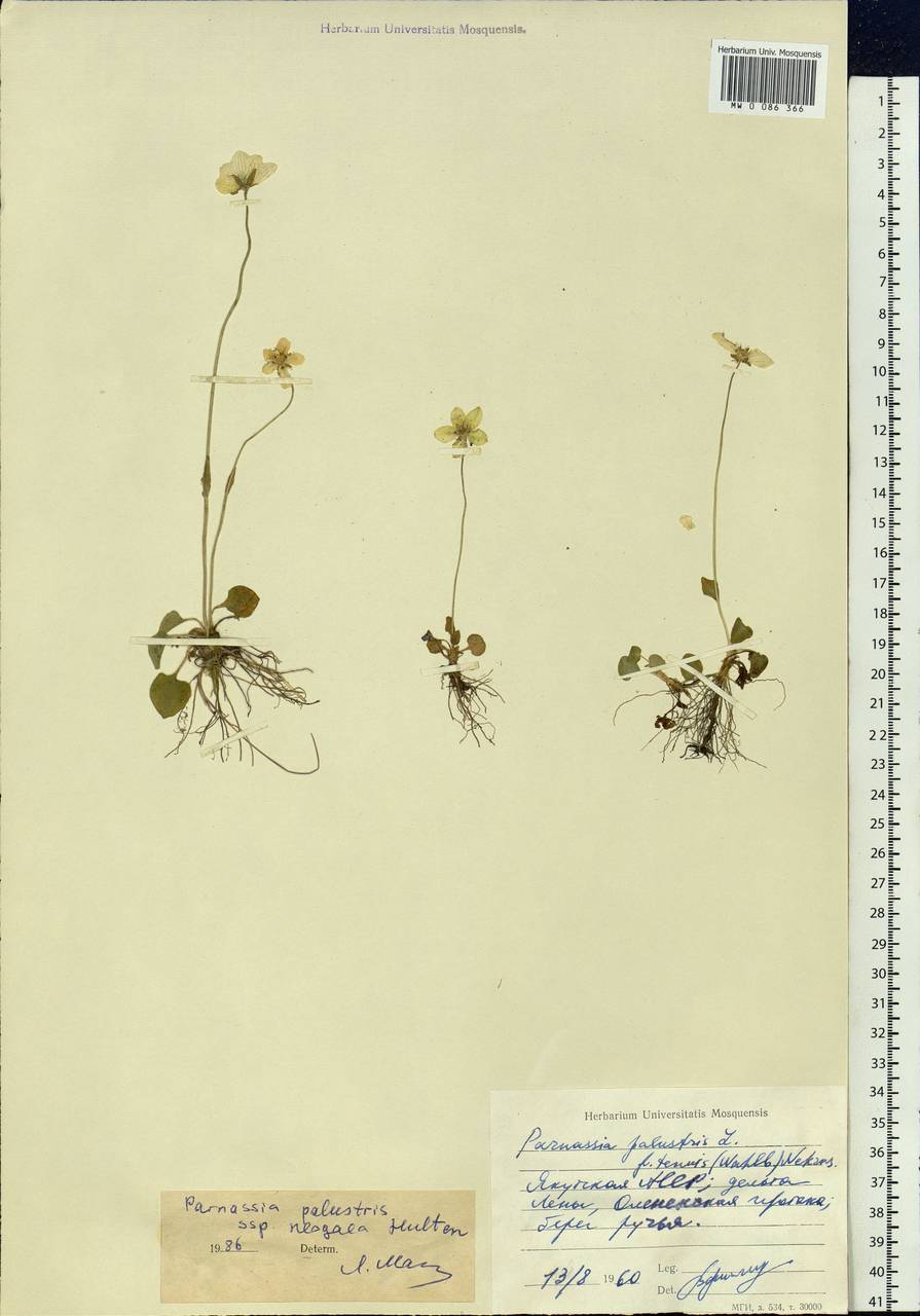 Parnassia palustris L., Siberia, Yakutia (S5) (Russia)