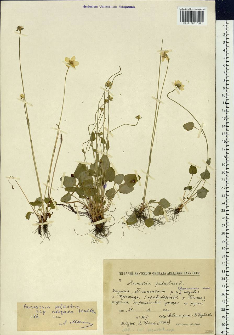 Parnassia palustris L., Siberia, Yakutia (S5) (Russia)