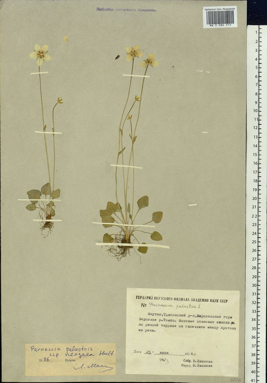 Parnassia palustris L., Siberia, Yakutia (S5) (Russia)