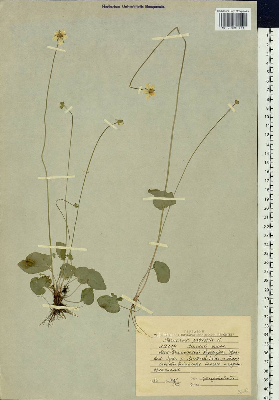 Parnassia palustris L., Siberia, Yakutia (S5) (Russia)