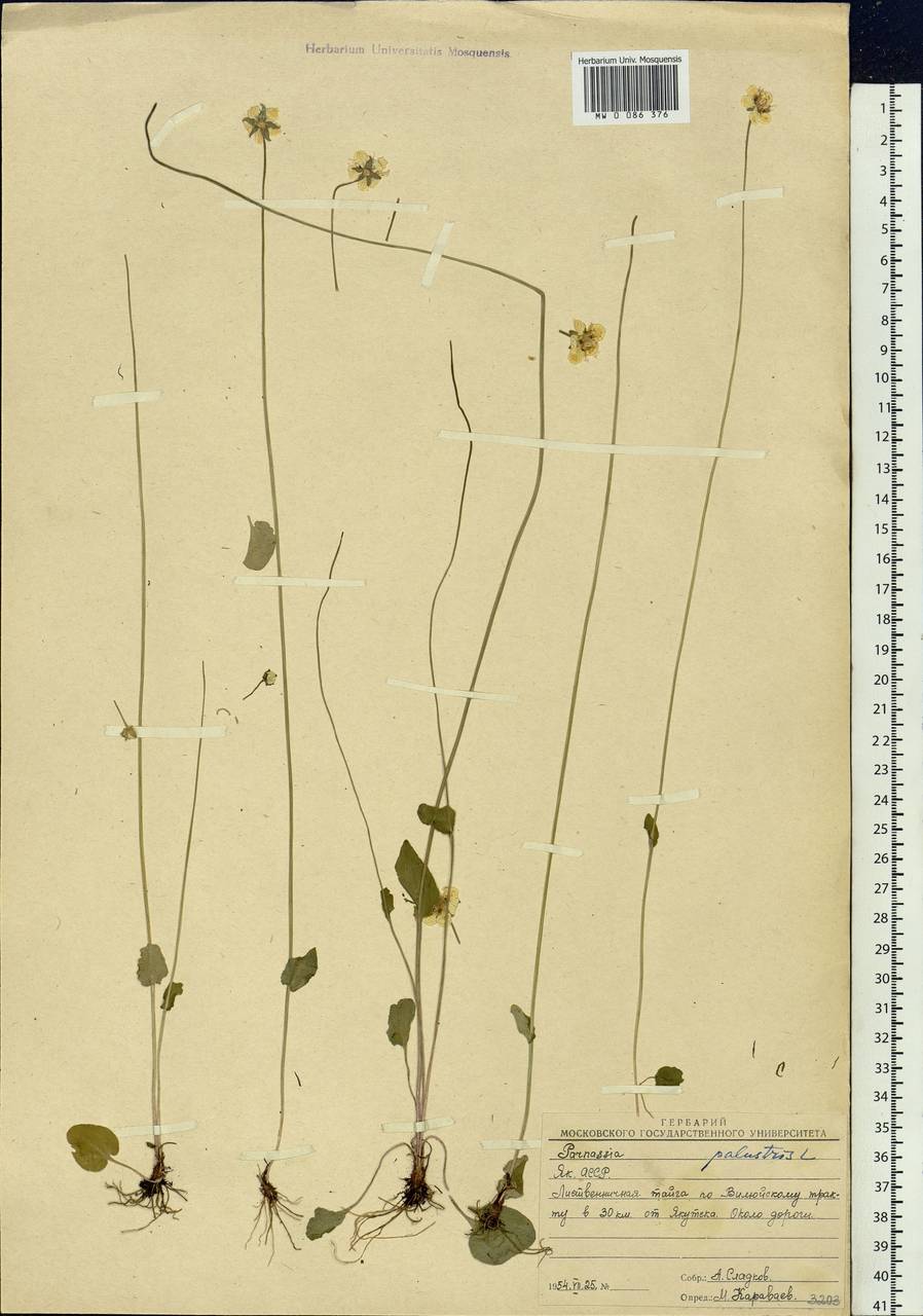 Parnassia palustris L., Siberia, Yakutia (S5) (Russia)