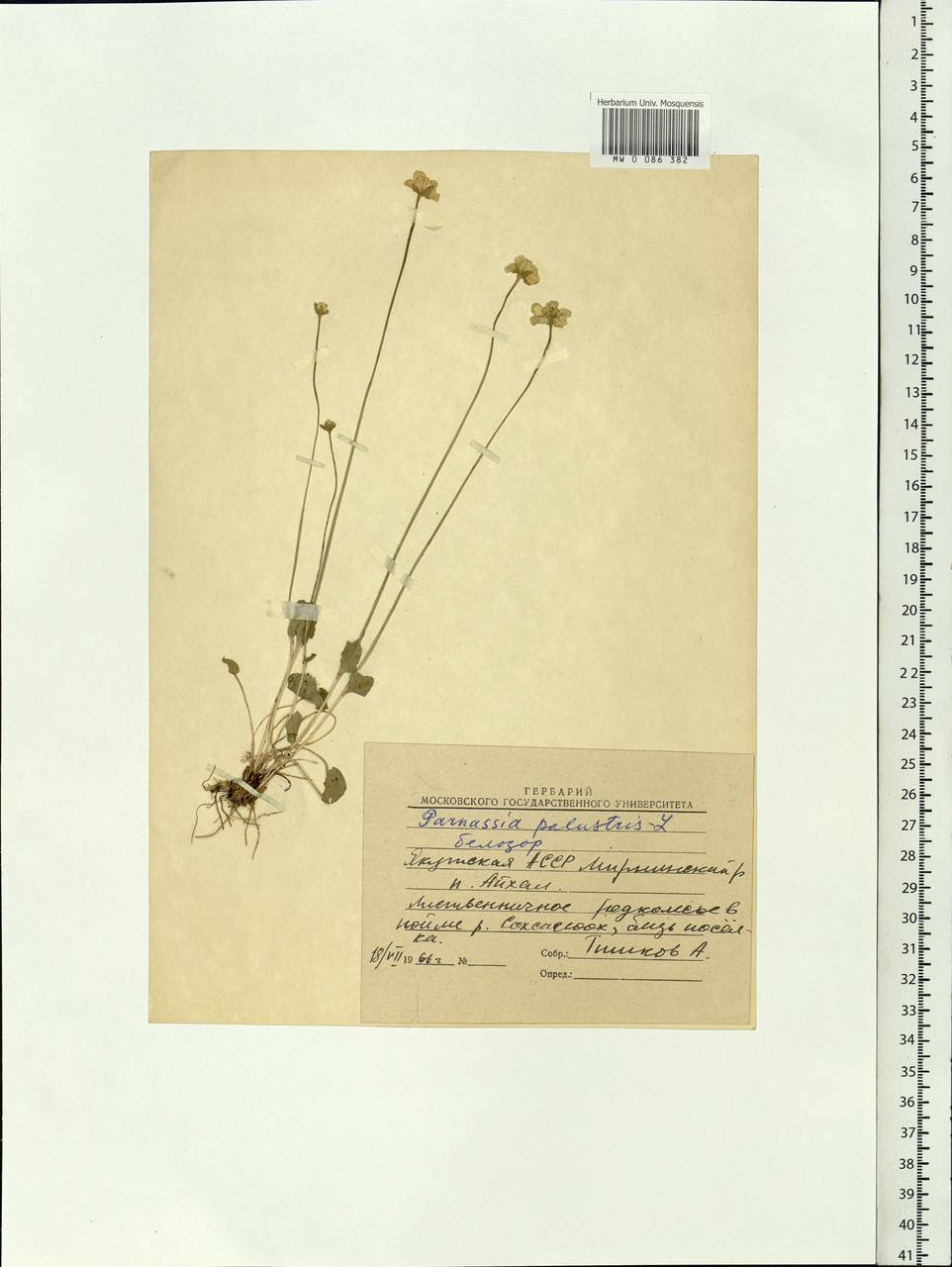 Parnassia palustris L., Siberia, Yakutia (S5) (Russia)