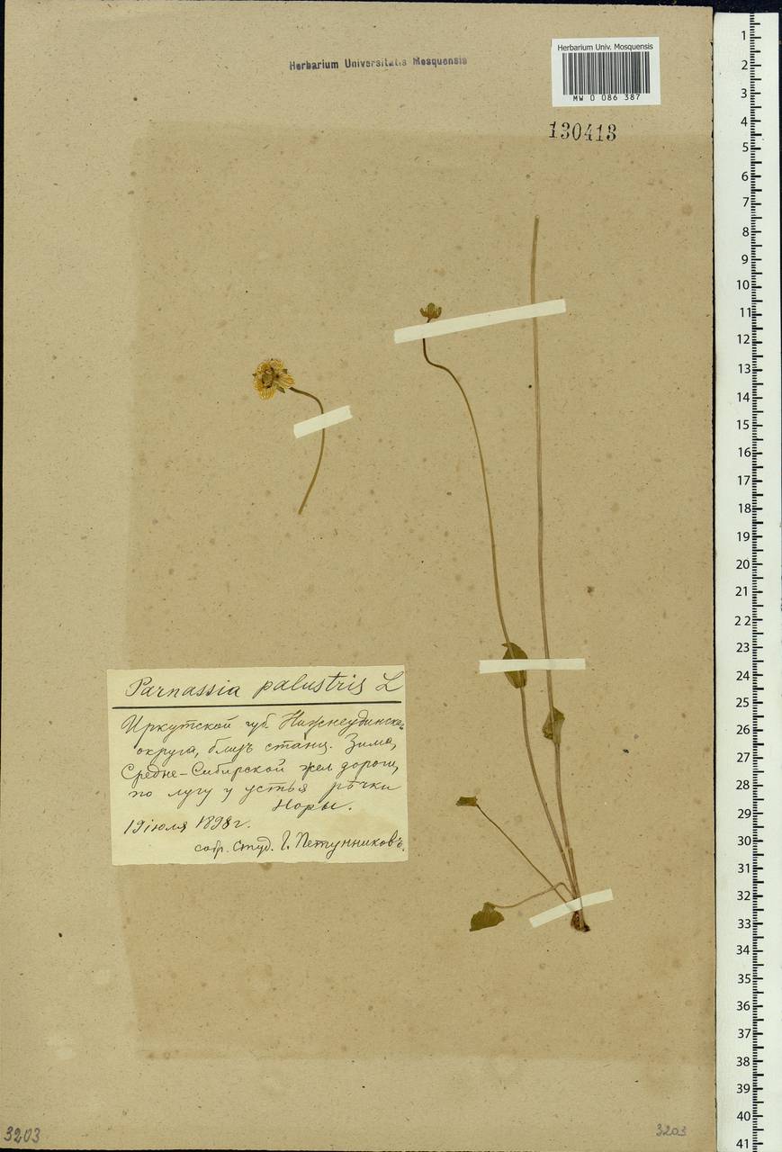 Parnassia palustris L., Siberia, Baikal & Transbaikal region (S4) (Russia)