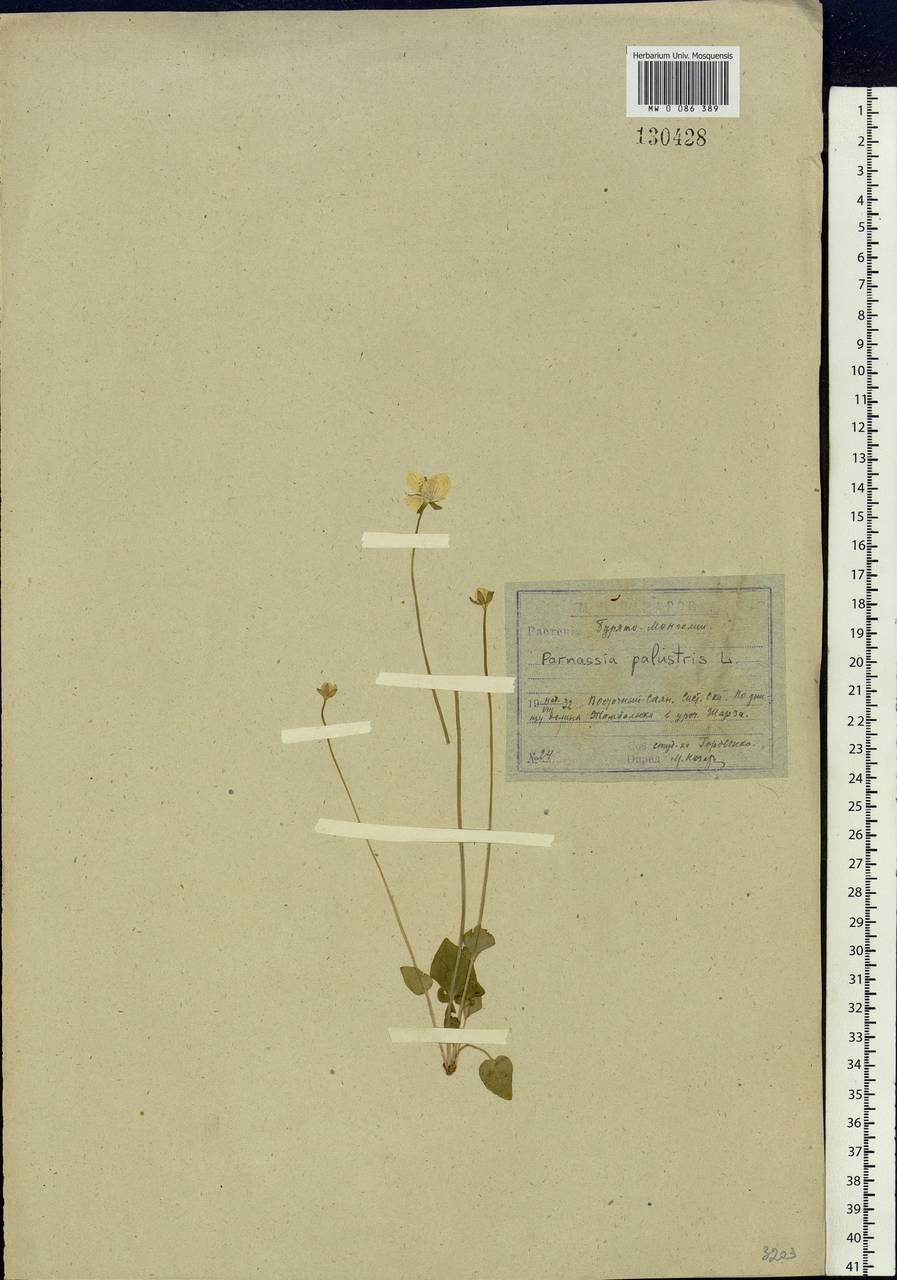 Parnassia palustris L., Siberia, Baikal & Transbaikal region (S4) (Russia)