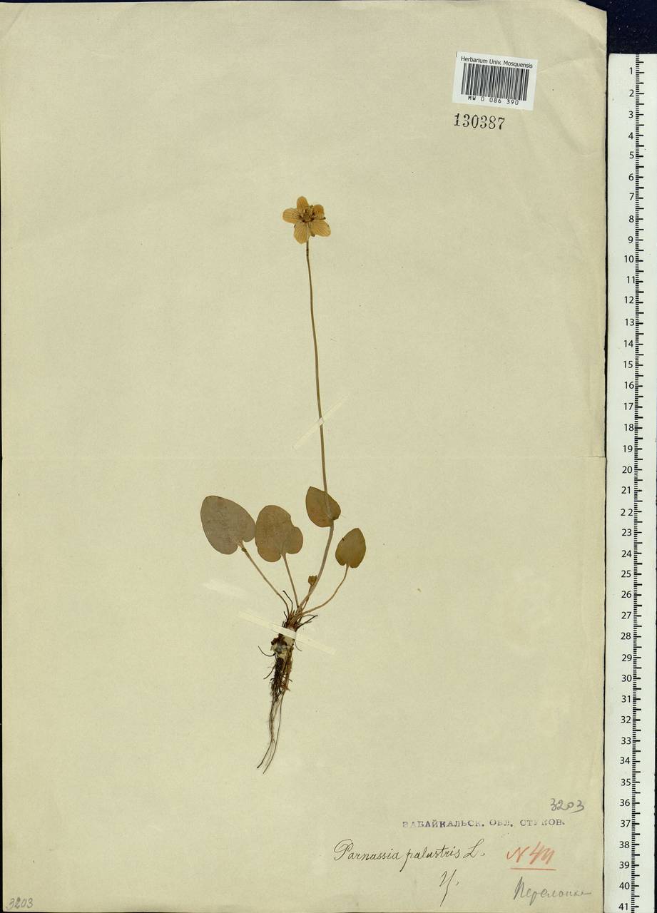 Parnassia palustris L., Siberia, Baikal & Transbaikal region (S4) (Russia)