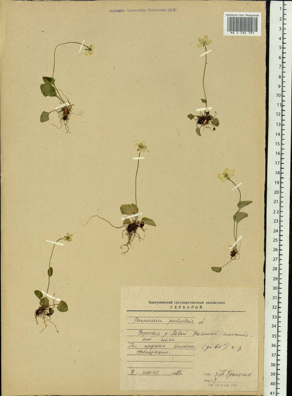 Parnassia palustris L., Siberia, Baikal & Transbaikal region (S4) (Russia)