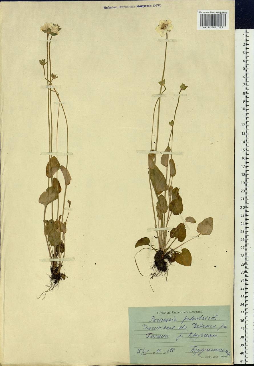 Parnassia palustris L., Siberia, Baikal & Transbaikal region (S4) (Russia)