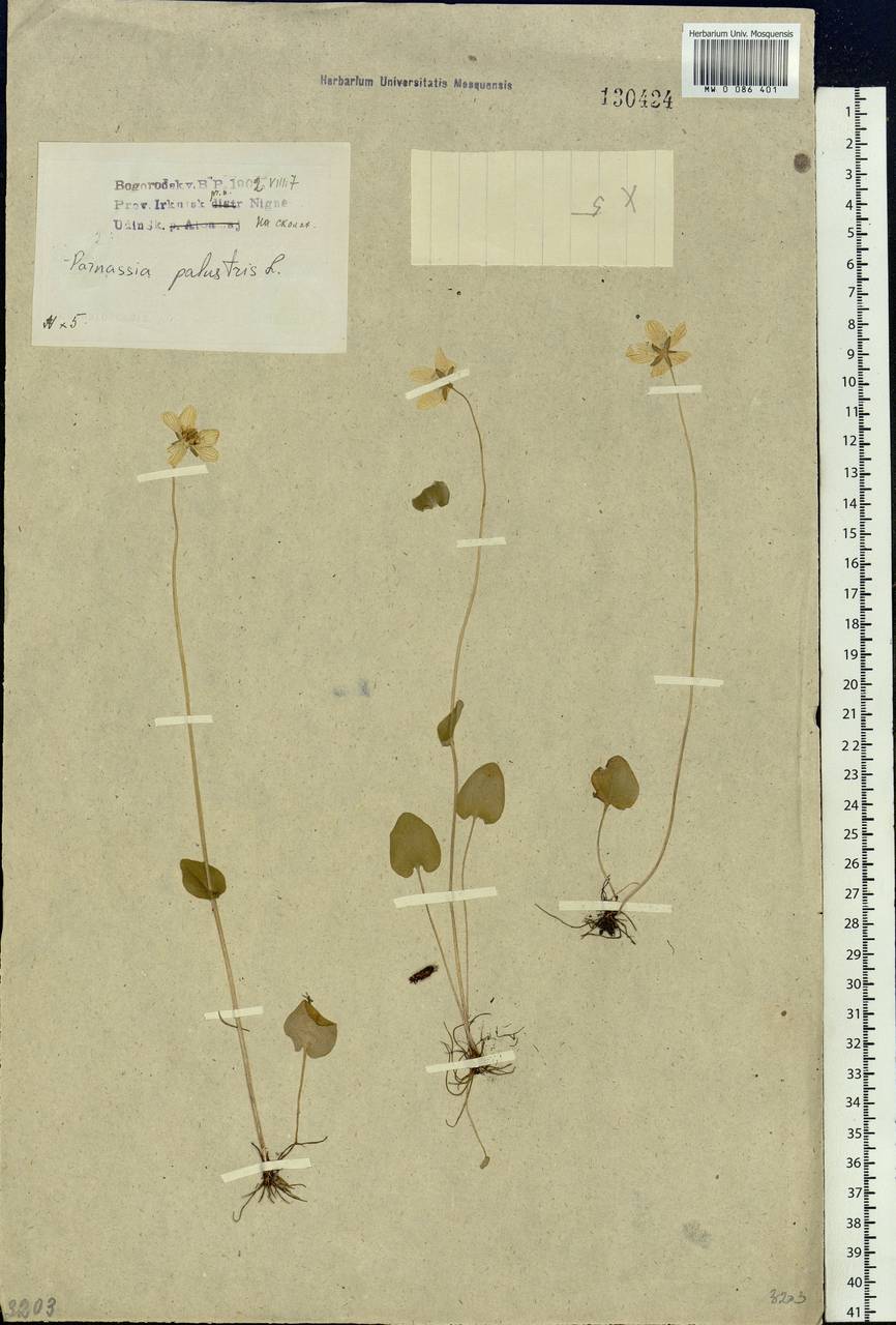 Parnassia palustris L., Siberia, Baikal & Transbaikal region (S4) (Russia)