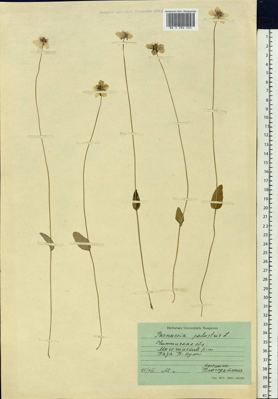 Parnassia palustris L., Siberia, Baikal & Transbaikal region (S4) (Russia)