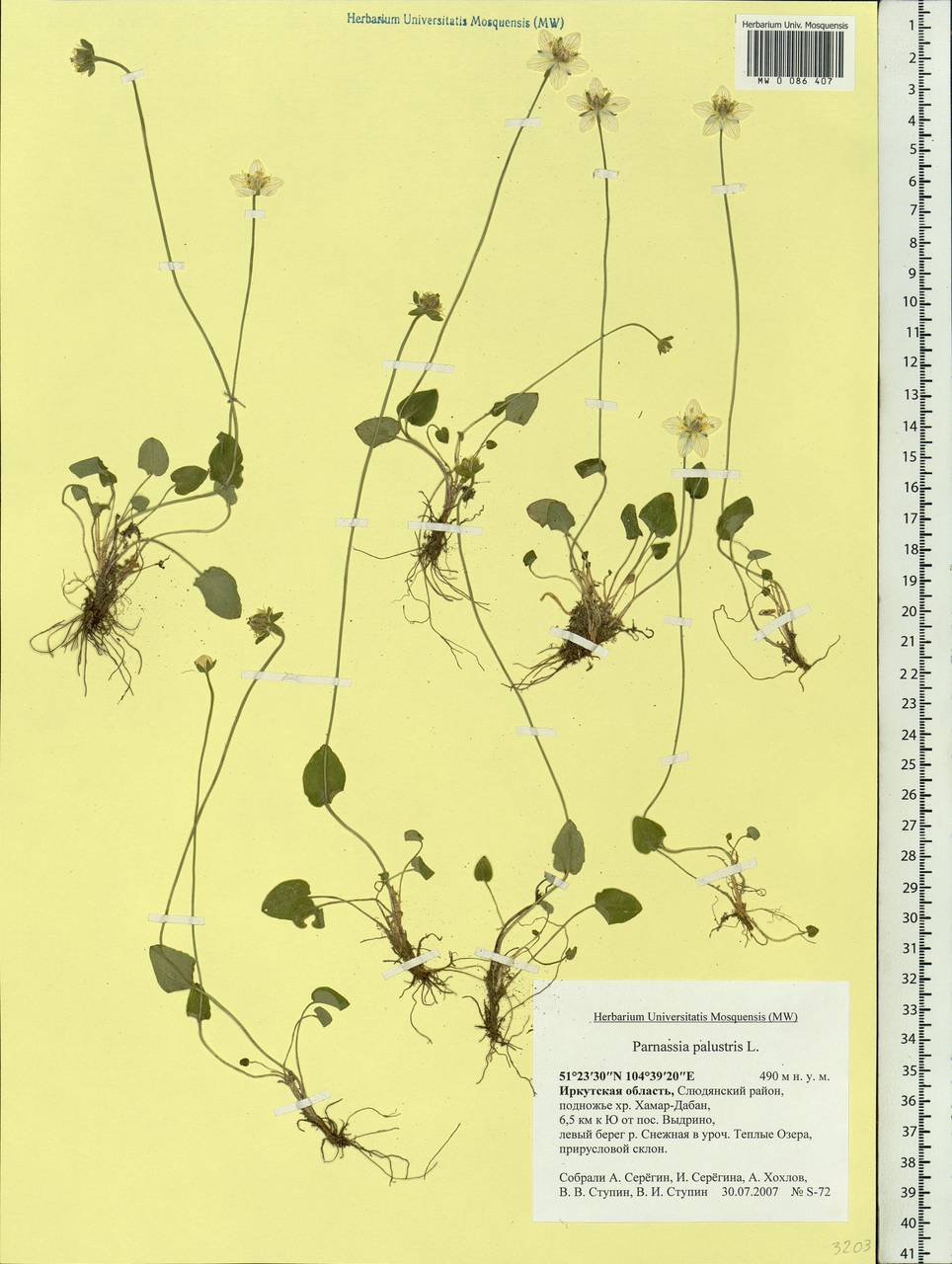 Parnassia palustris L., Siberia, Baikal & Transbaikal region (S4) (Russia)