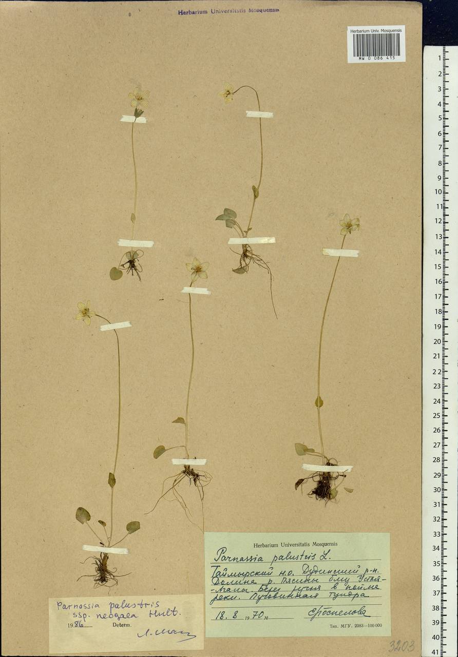 Parnassia palustris L., Siberia, Central Siberia (S3) (Russia)